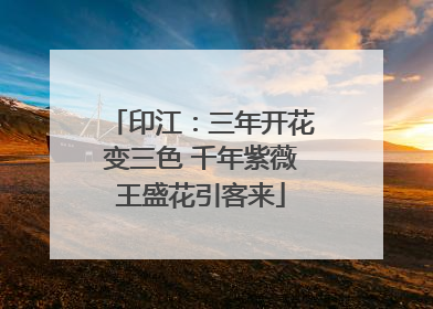 印江：三年开花变三色 千年紫薇王盛花引客来